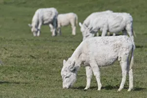 Austria-Hungarian white donkey (Equus asinus asinus)