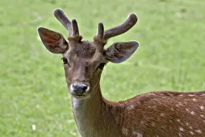 Austria Roe Deer