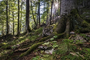 Austria's last primeval forests
