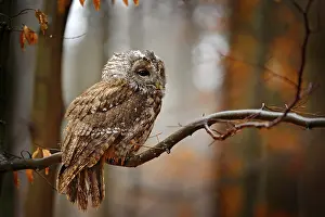 Autum wildlife in the forrest. Tawny owl hidden in the fall wood
