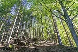 Autumn atmosphere, deciduous forest in autumn