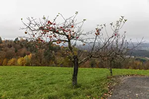 Autumn atmosphere, foliage colouring at the edge of the forest