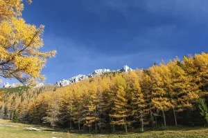 Autumn atmosphere, larch forest with autumn leaves