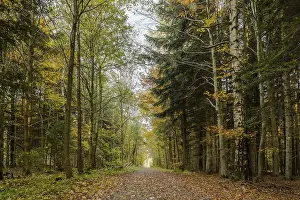 Autumn atmosphere in urban forest