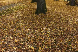 Autumn beech (Fagus) foliage on the lawn