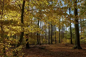 Autumn beech (Fagus) forest