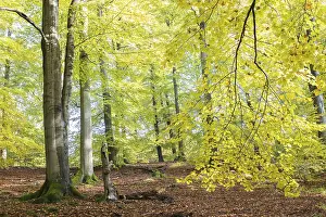 Autumn in beech (Fagus sp.) forest