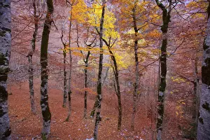 Autumn beech fall forest in Pyrenees Valle de Ordesa Huesca Spain