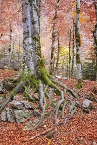 Autumn beech fall forest in Pyrenees Valle de Ordesa Huesca Spain