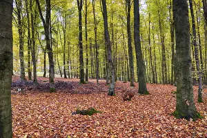 Autumn in the beech forest