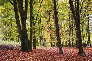 Autumn in the beech forest