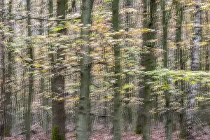 Autumn in a beech forest (Fagus sylvatica)
