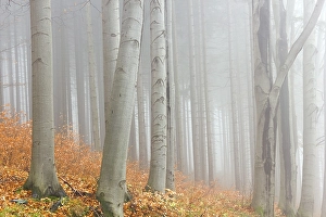 Autumn beech forest, Jeseniky Protected Landscape Area