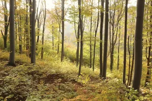 Autumn beech forest on the mountain slope during sunrise