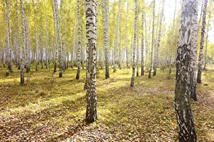 Autumn birch forest