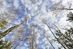 Autumn birch forest