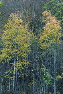 Autumn birch trees (Betula), Bavaria