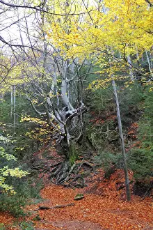 Autumn centenary beech tree forest in fall golden leaves