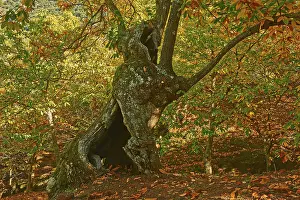 Autumn, chestnut forest (Castanea sativa)