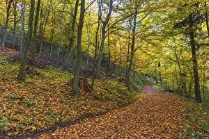 Autumn colorful morning in the forest near Graz