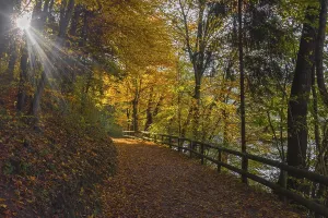 Autumn colorful morning in the forest near Graz