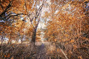 Autumn colors in the forest with golden red leaves on the trees in the november fall
