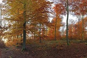 Autumn-coloured beech forest, morning mood