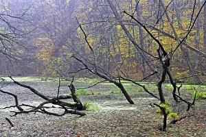 Autumn-coloured beech tree (Fagus) and dead wood in the swamp in the early morning