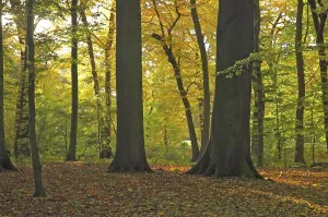 Autumn coloured foliage at a beech wood, Germany