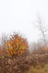 Autumn coloured forest in the fog