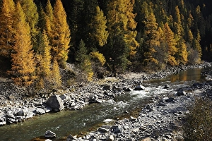 Autumn-coloured larch forest alongside the Inn River in Swiss National Park