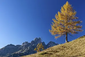 Autumn-coloured larch in front of mountain peaks in the sun