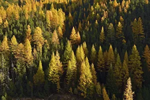 Autumn-coloured larches, Engadine