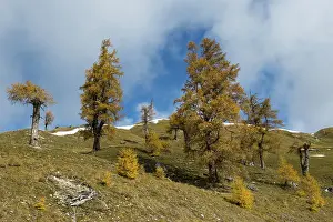 Autumn coloured larches, Nockberge