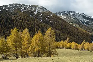 Autumn coloured larches, Nockberge