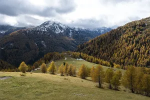 Autumn coloured larches, Nockberge