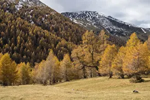 Autumn coloured larches, Nockberge