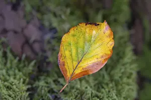 An autumn coloured leaf lying on moss in the forest