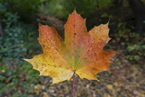 Autumn coloured leaf of a maple (acer)