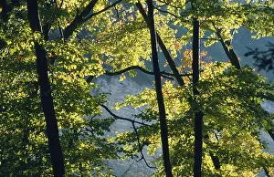 Autumn coloured leaves backlit in a deciduous forest