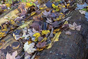 Autumn-coloured leaves lying on felled tree trunks in the forest
