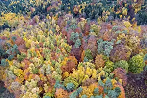 Autumn coloured mixed forest, aerial photo