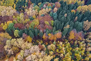 Autumn coloured mixed forest, aerial photo