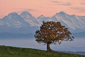 Autumn-coloured oak (Quercus), evening mood after sunset