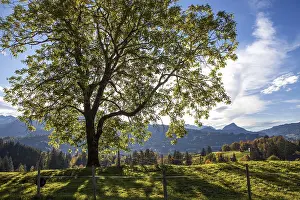 Autumn coloured trees, autumn atmosphere