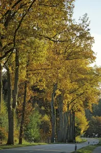 Autumn coloured trees at a country road Germany