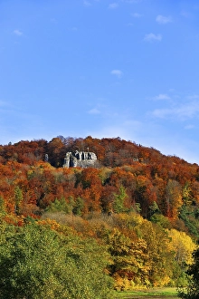 Autumn coloured trees on Mt Glatzenstein