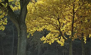 Autumn coloured trees in the sunlight Germany