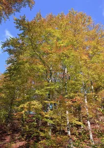 Autumn colouring
