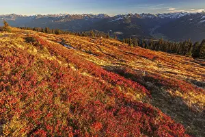 Autumn colouring of blueberry (Vaccinium) in front of mountains